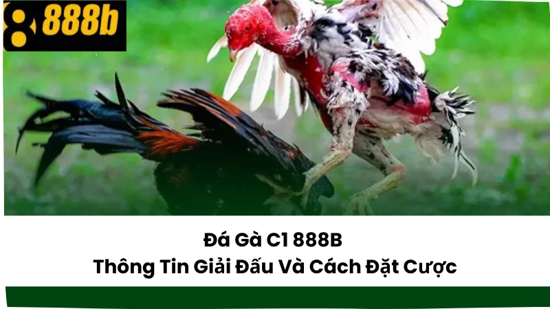 Đá Gà C1 888B – Thông Tin Giải Đấu Và Cách Đặt Cược