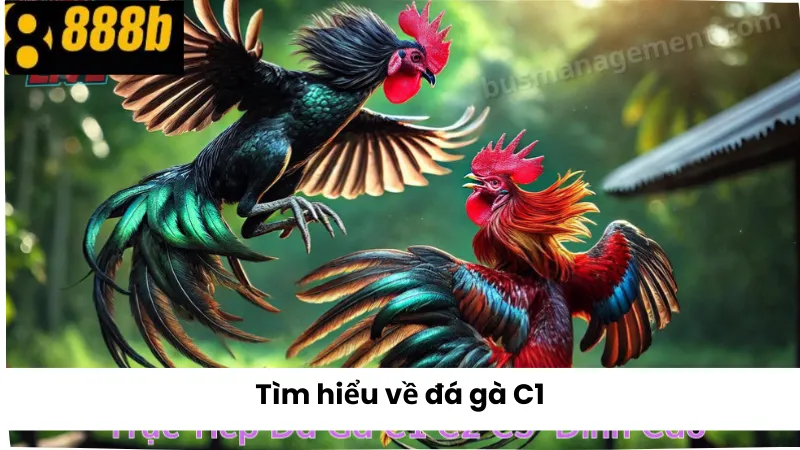 Tìm hiểu về đá gà C1