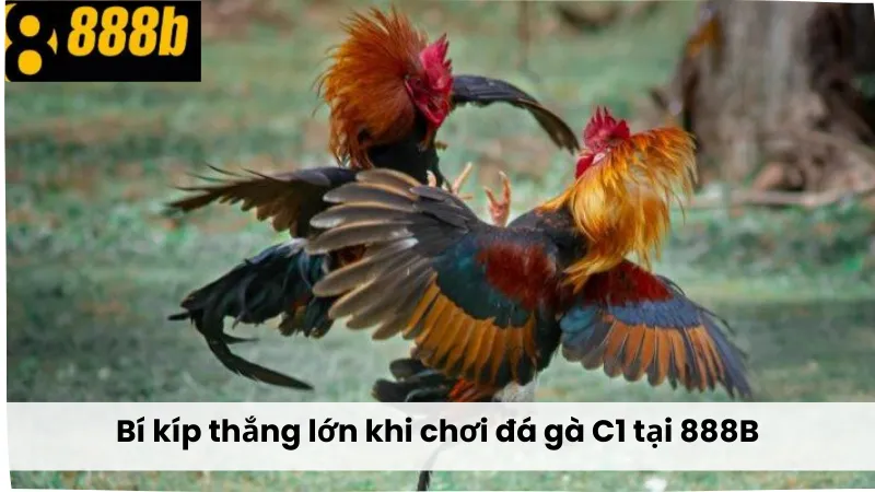 Bí kíp thắng lớn khi chơi đá gà C1 tại 888B