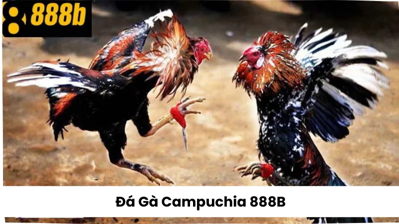 Đá Gà Campuchia 888B – Cách Tham Gia Và Đặt Cược An Toàn