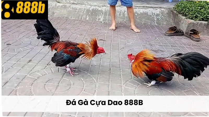 Đá Gà Cựa Dao 888B – Tìm Hiểu Về Bộ Môn Đỏ Đen Đỉnh Cao