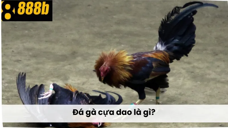 Đá gà cựa dao là gì?