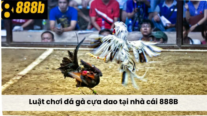 Luật chơi Đá Gà Cựa Dao 888B tại nhà cái