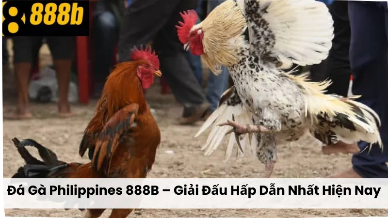 Đá Gà Philippines 888B – Giải Đấu Hấp Dẫn Nhất Hiện Nay