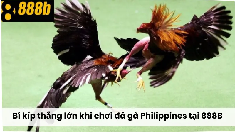 Cách đặt cược đá gà C1 tại nhà cái 888B