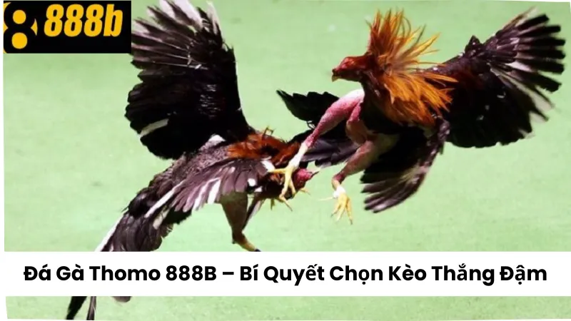 Đá Gà Thomo 888B – Bí Quyết Chọn Kèo Thắng Đậm 100%