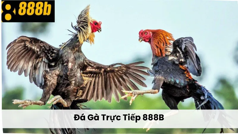 Đá Gà Trực Tiếp 888B: Kinh Nghiệm Cá Cược Từ Dân Chơi Lâu Năm